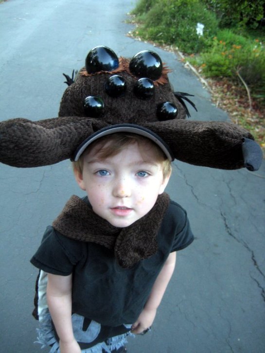 PioneerSpiderLookingAtCamera